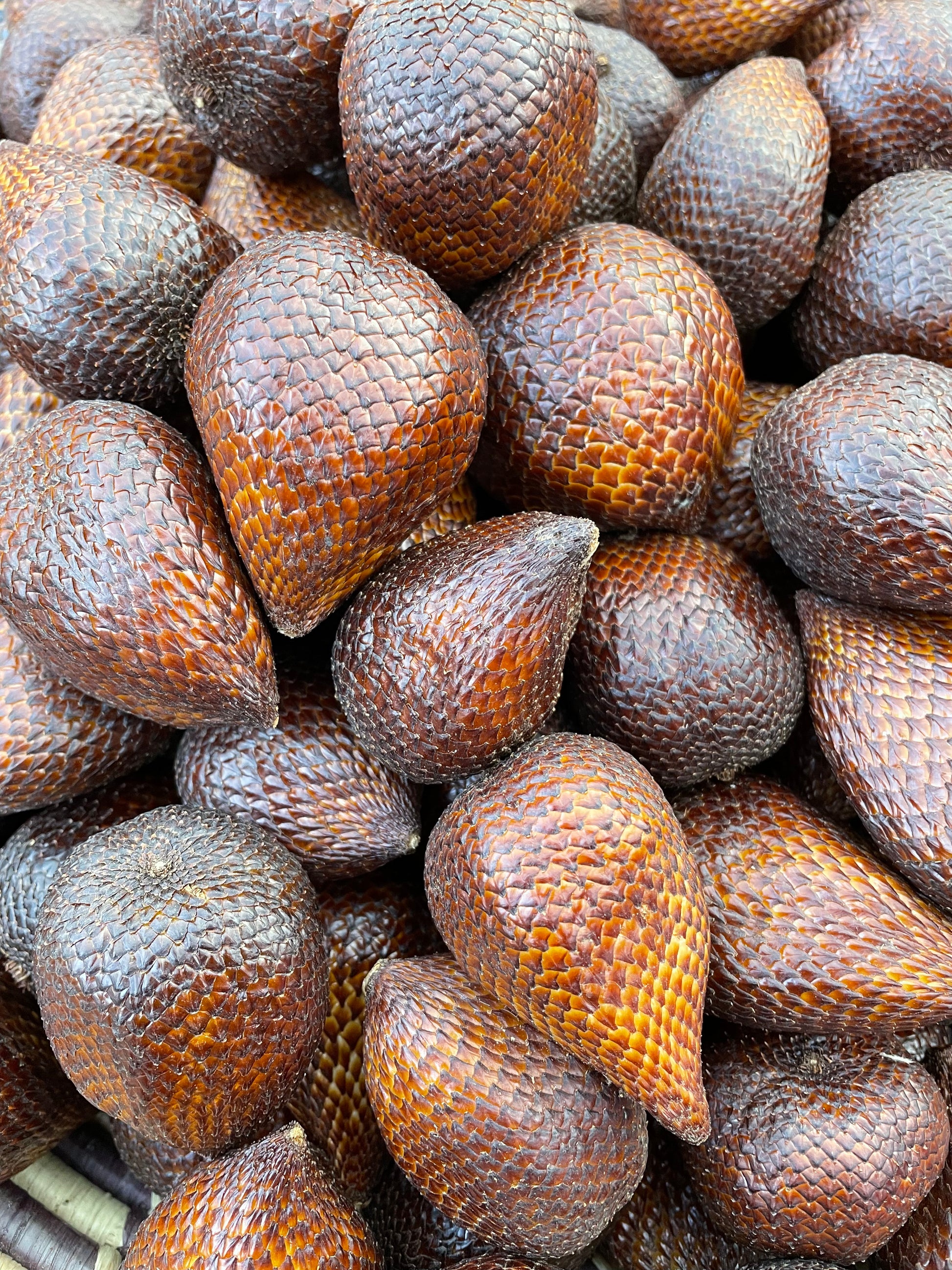 Hadí ovoce z Indonésie