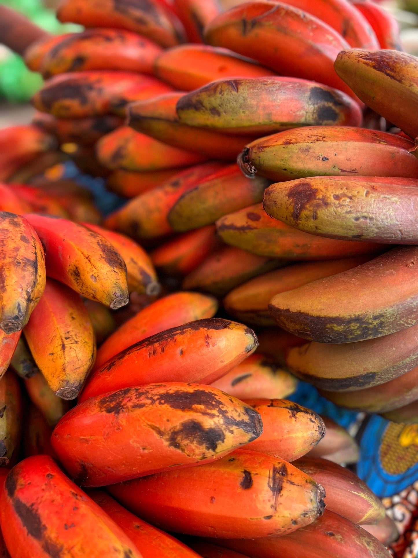 Africké burro banány