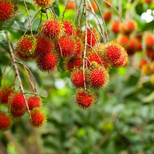 Znáte exotické ovoce rambutan?