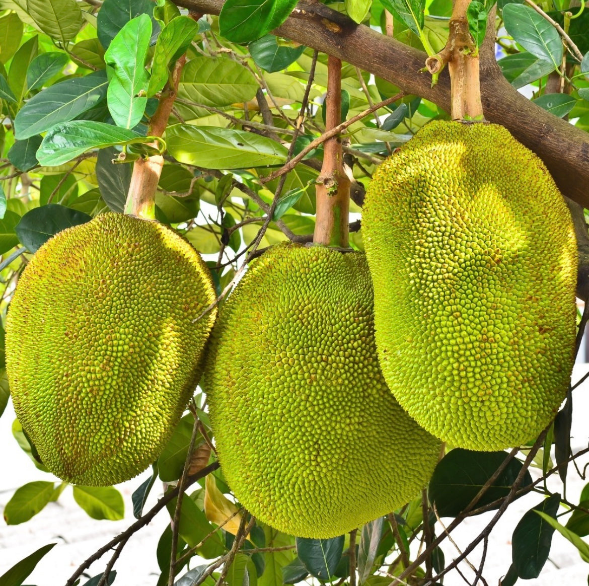 Jak roste Jackfruit?