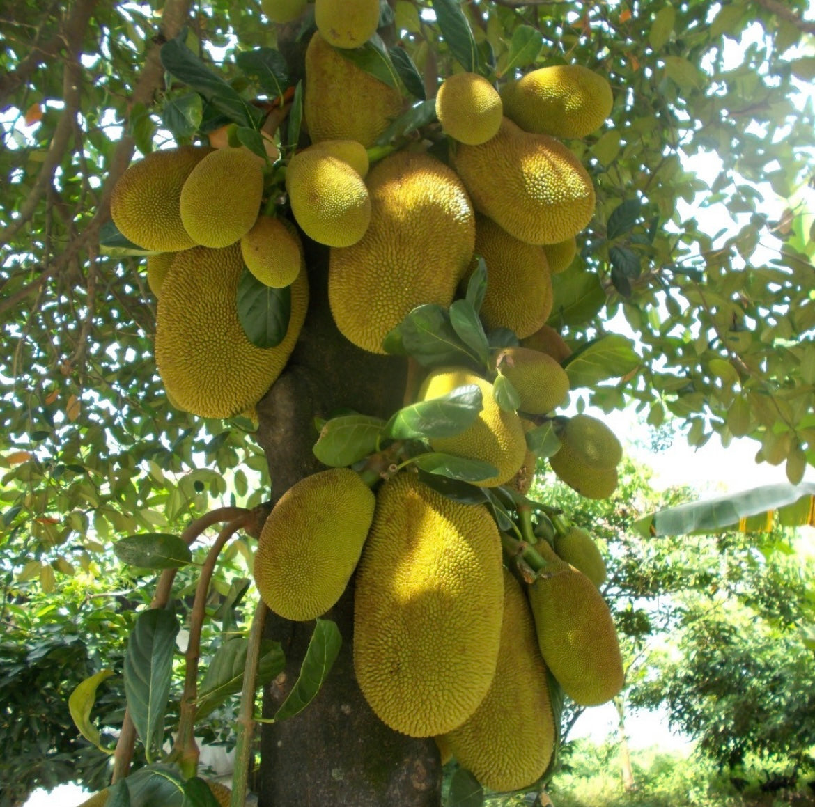 Jackfruit na stromě