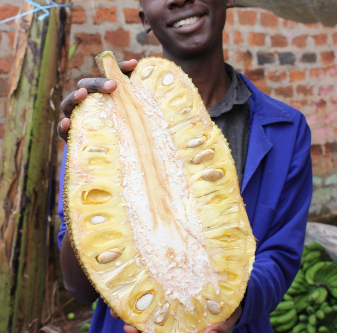 Jackfruit