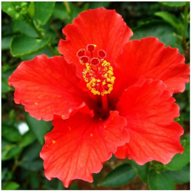 Ibiškový květ - sušený